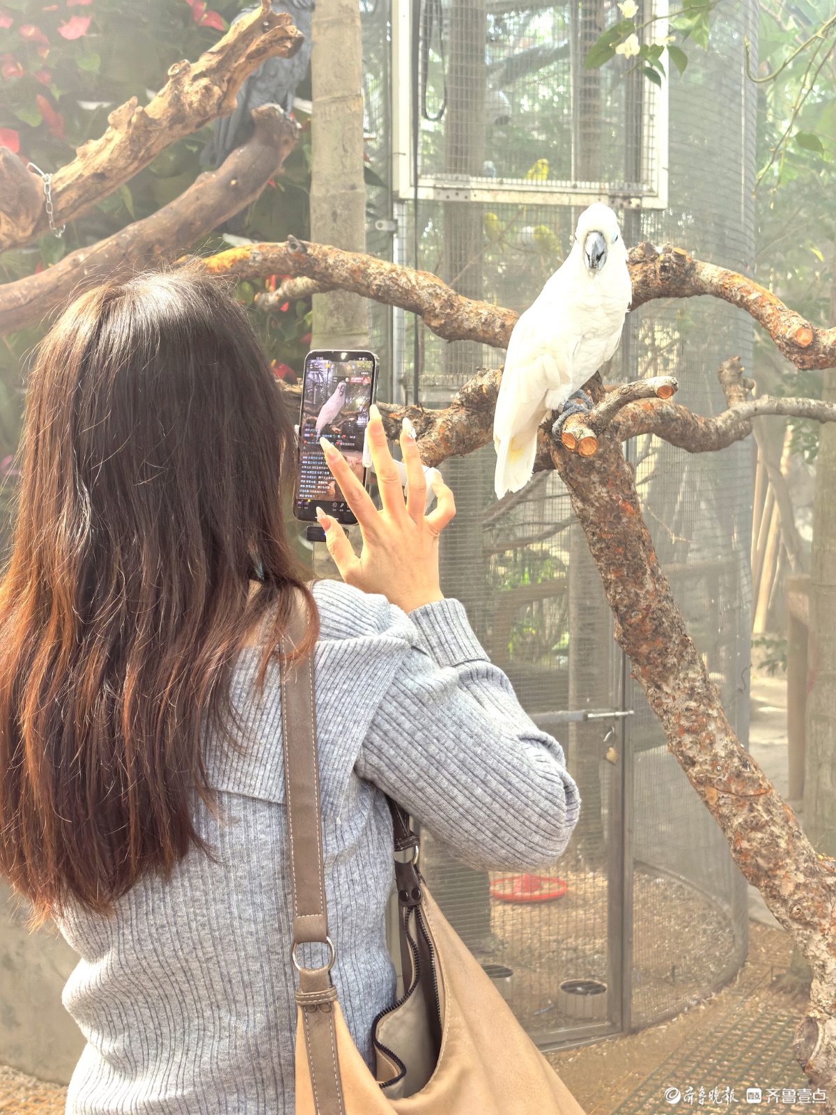 日照“热带雨林”里花红叶绿，游人如织