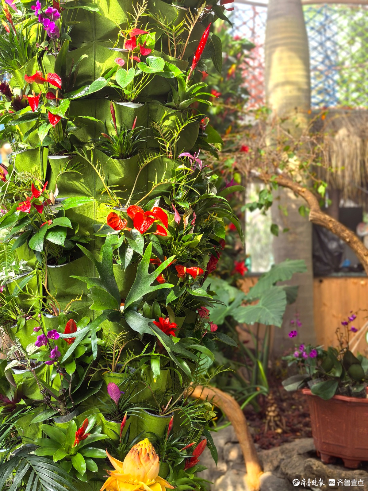 日照“热带雨林”里花红叶绿，游人如织