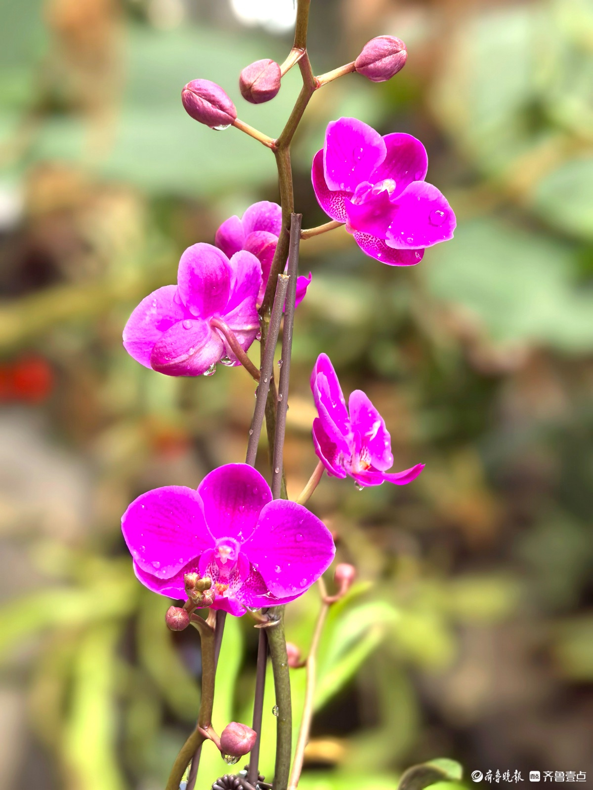 日照“热带雨林”里花红叶绿，游人如织