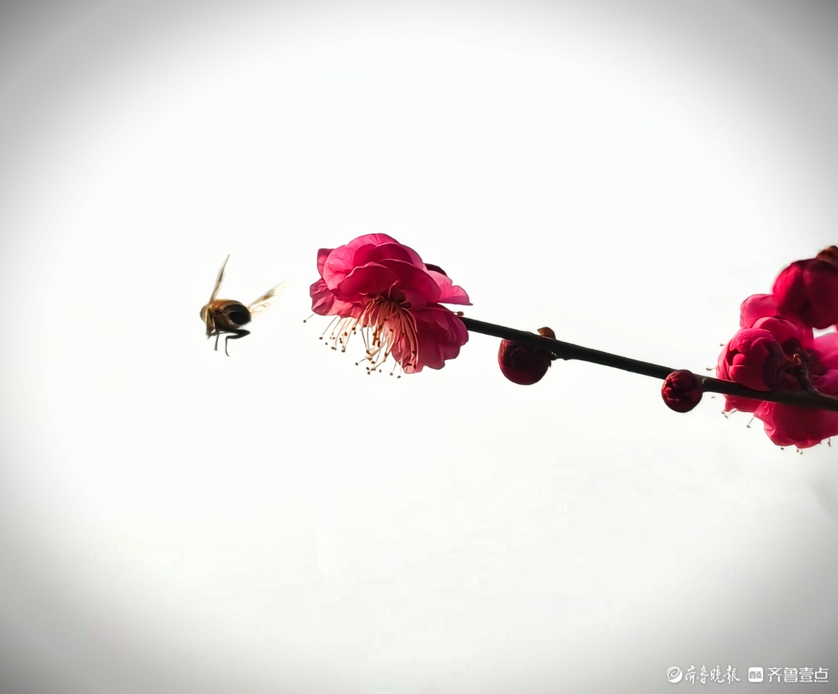 东夷文化园红梅花香引蜂至