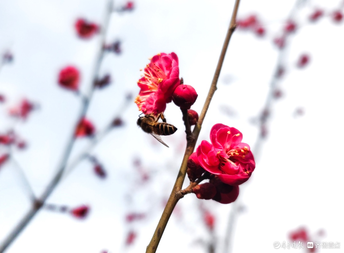 东夷文化园红梅花香引蜂至