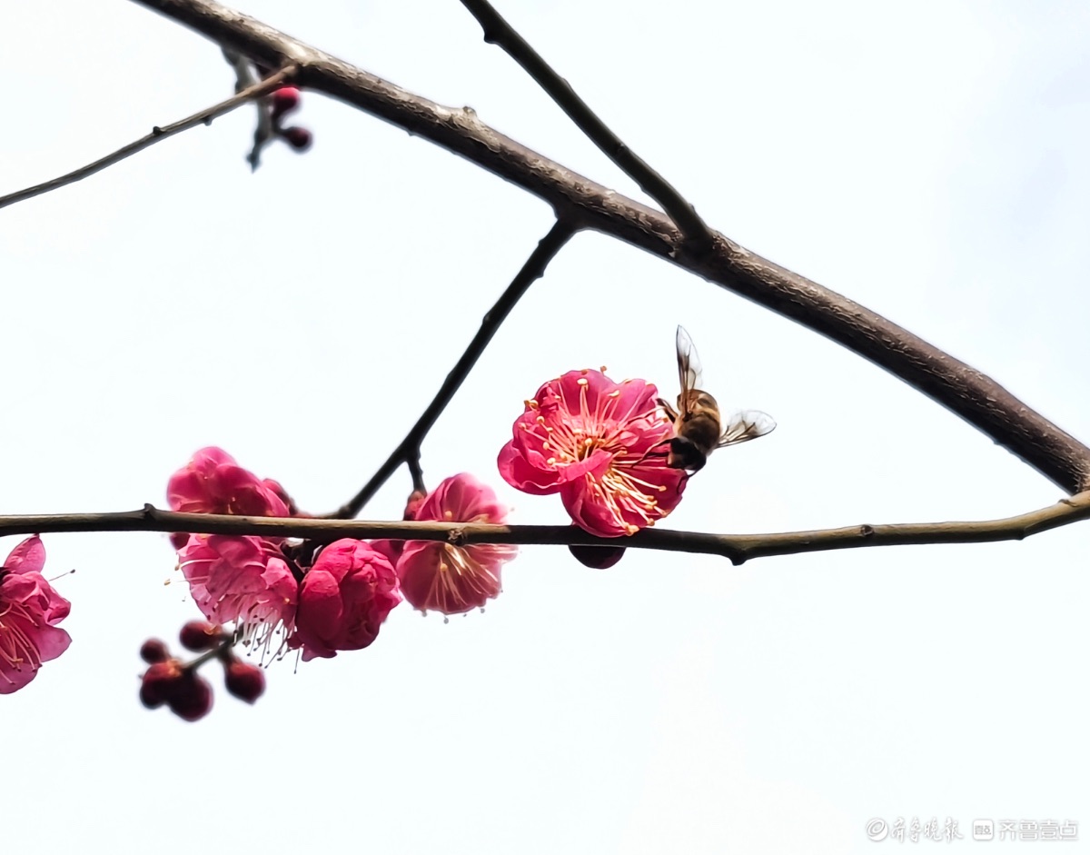 东夷文化园红梅花香引蜂至