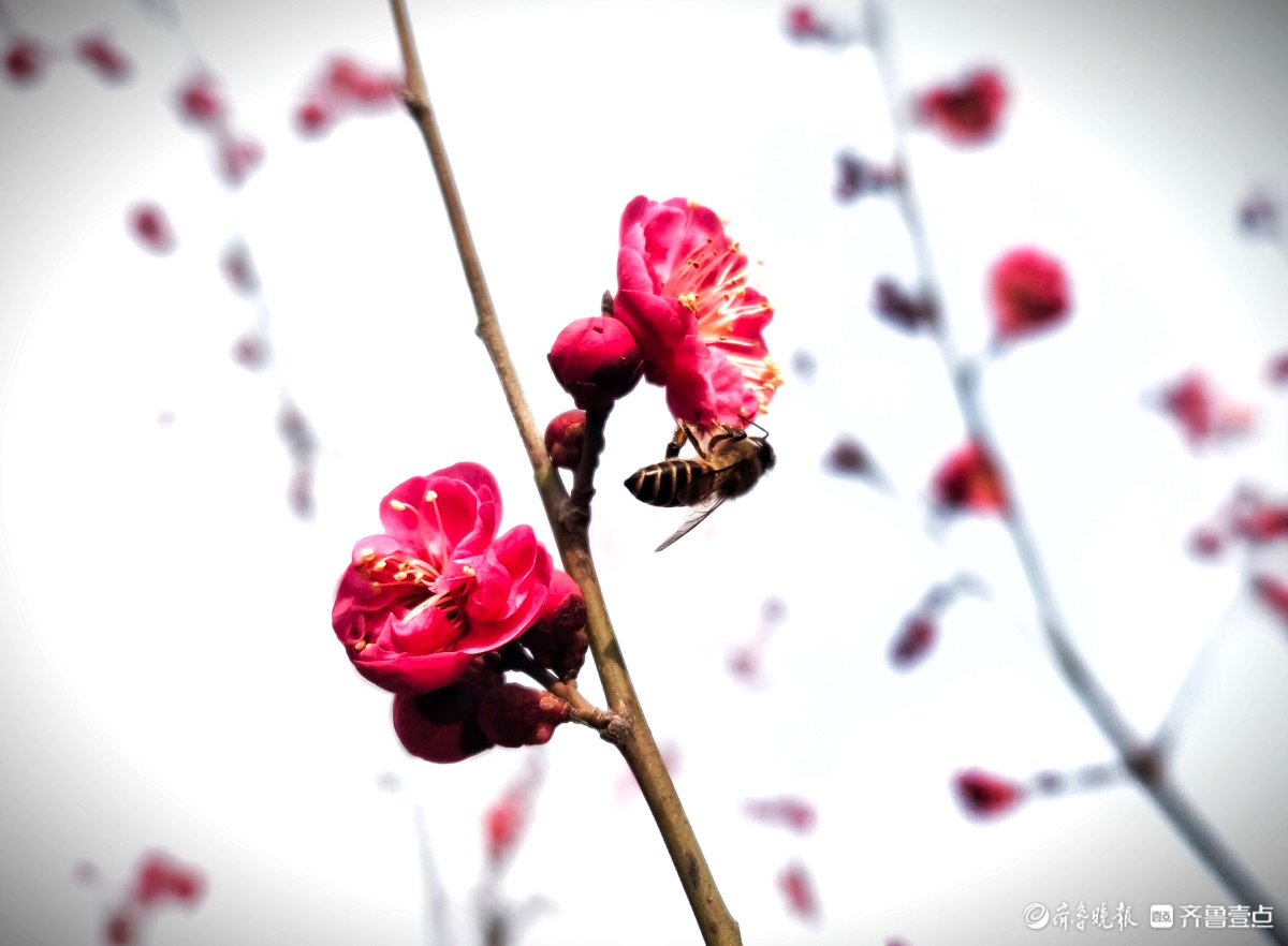 东夷文化园红梅花香引蜂至