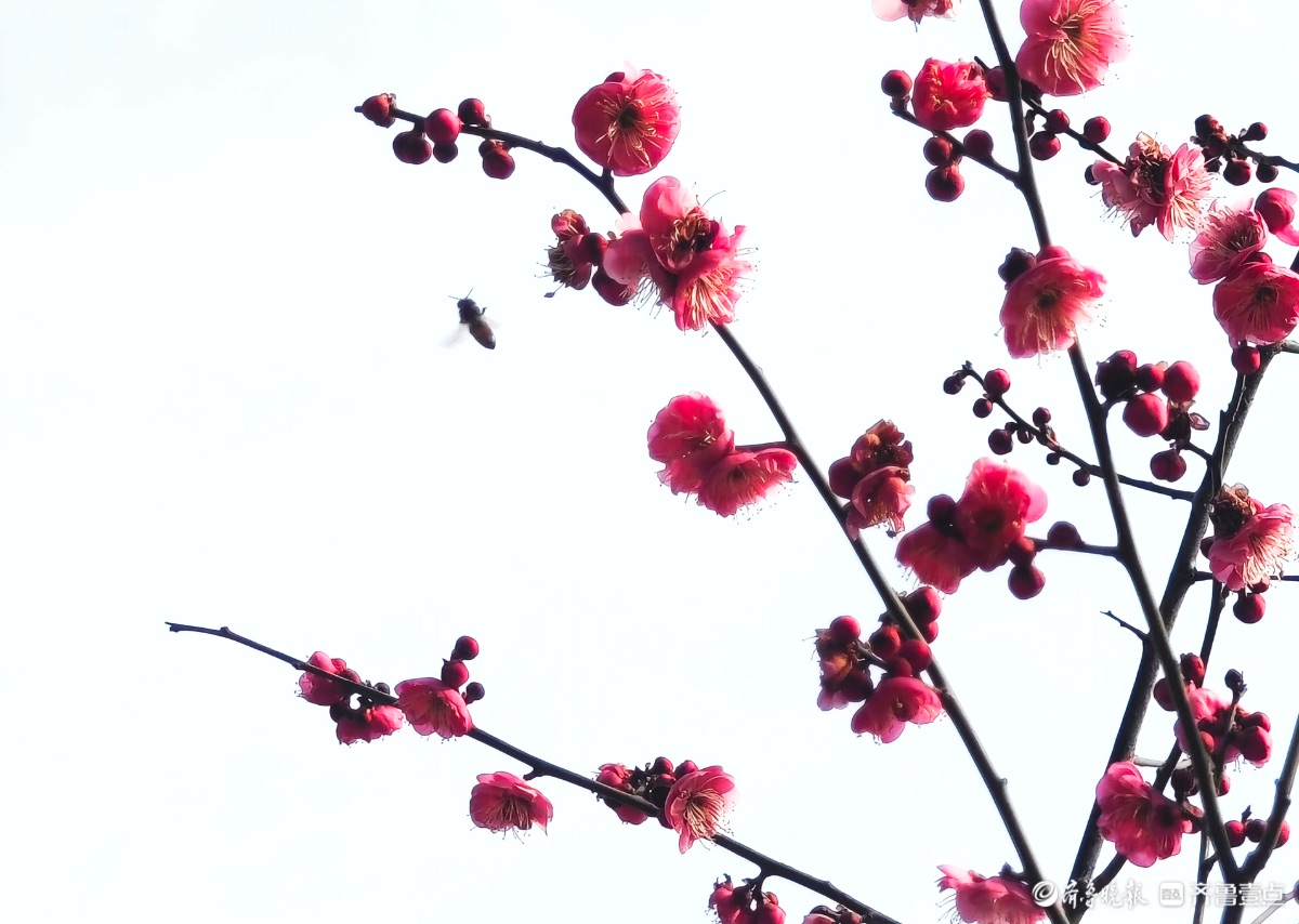 东夷文化园红梅花香引蜂至