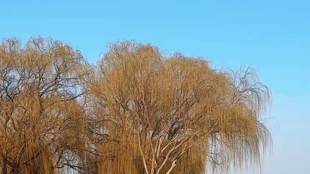 大年初四寻韵黄河岸，黄河小街湾新春惬意悠然