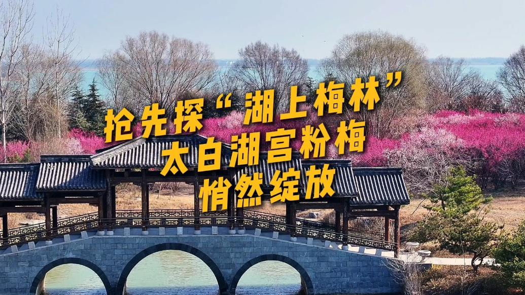 果然视频|抢先探“湖上梅林” 太白湖宫粉梅悄然绽放
