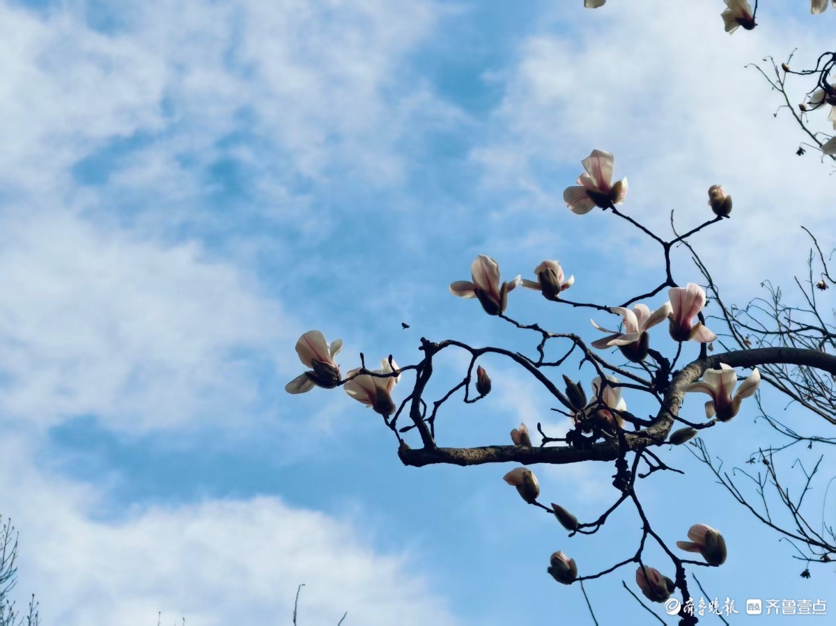 泉城公园的玉兰花洁白如玉