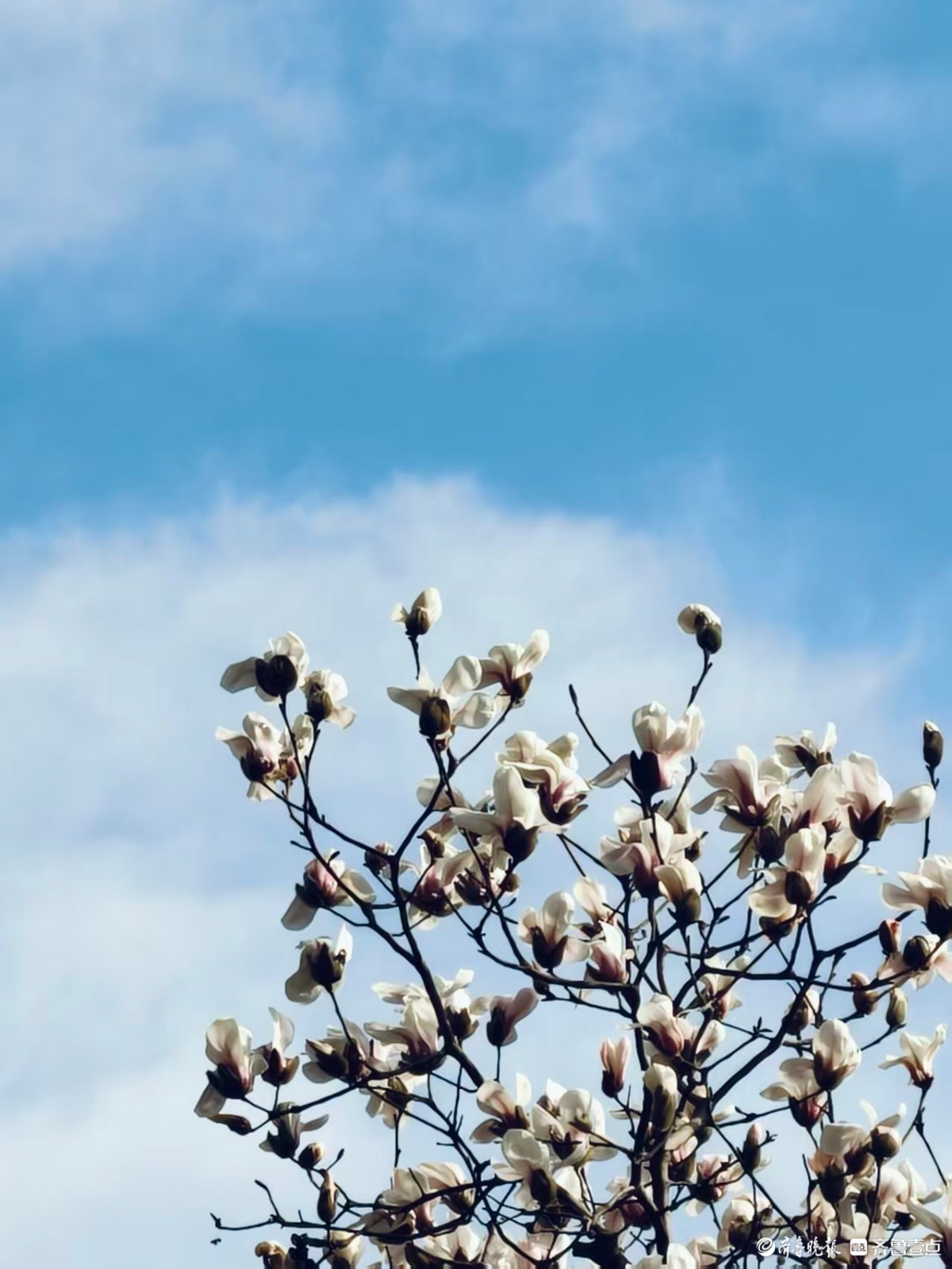 泉城公园的玉兰花洁白如玉