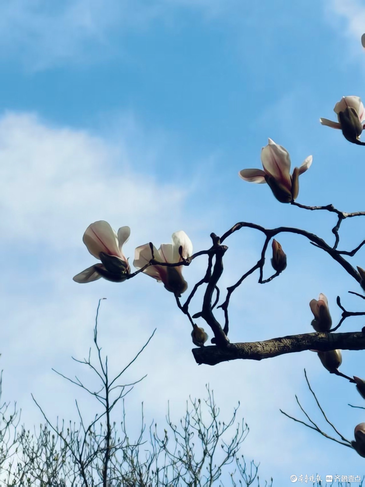 泉城公园的玉兰花洁白如玉