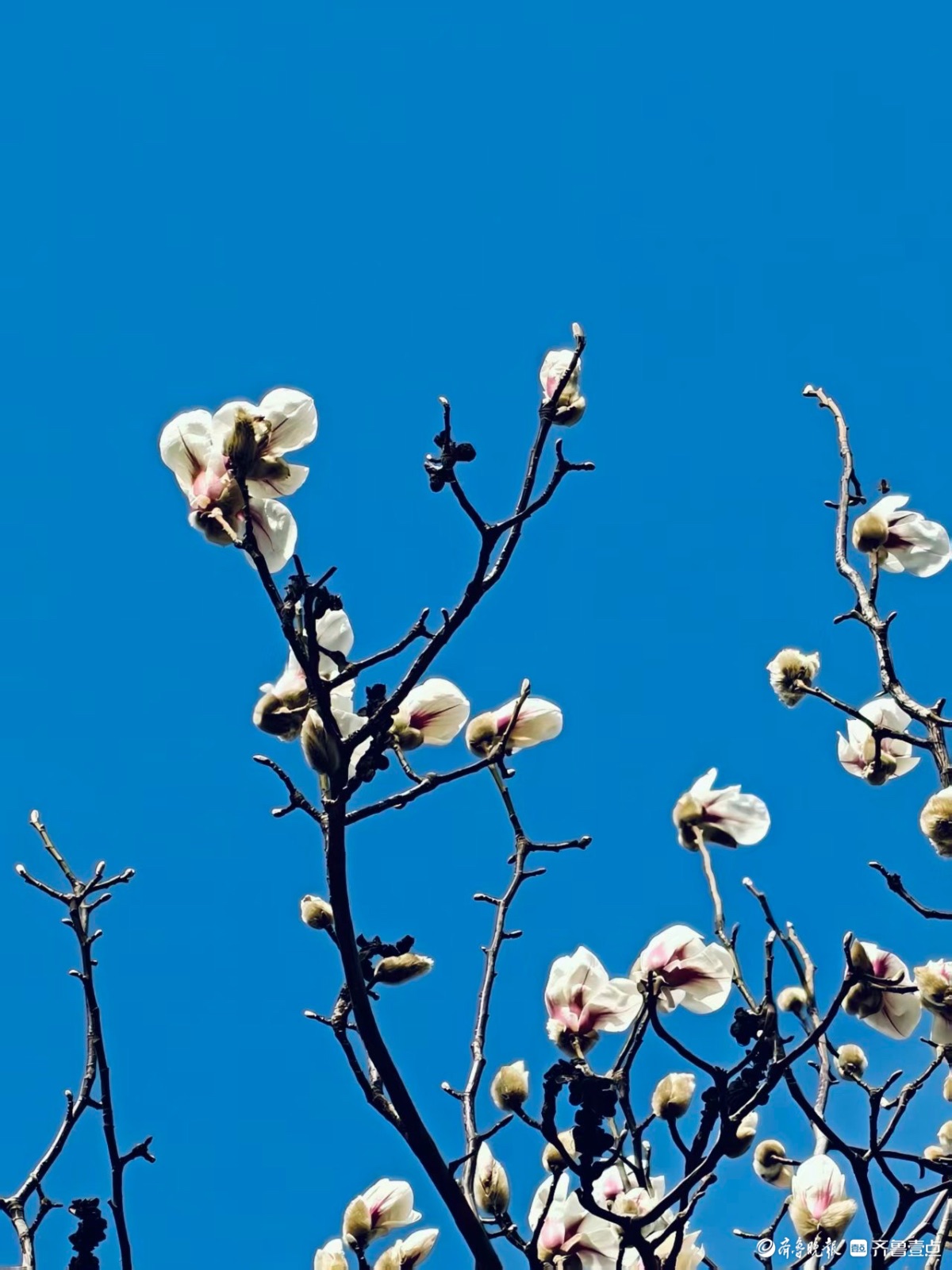 泉城公园的玉兰花洁白如玉