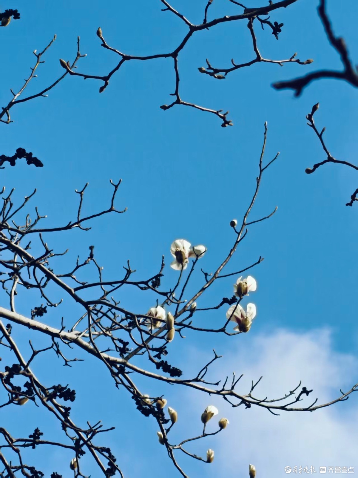 泉城公园的玉兰花洁白如玉