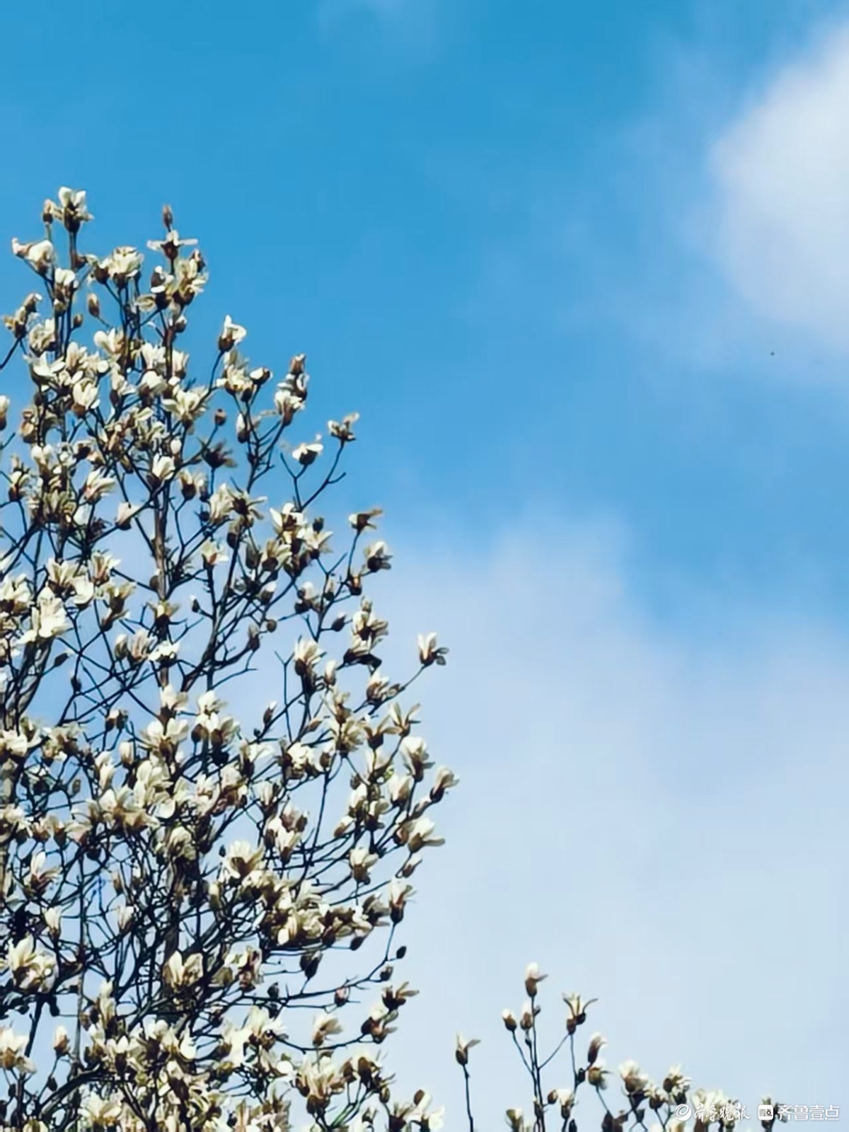 泉城公园的玉兰花洁白如玉