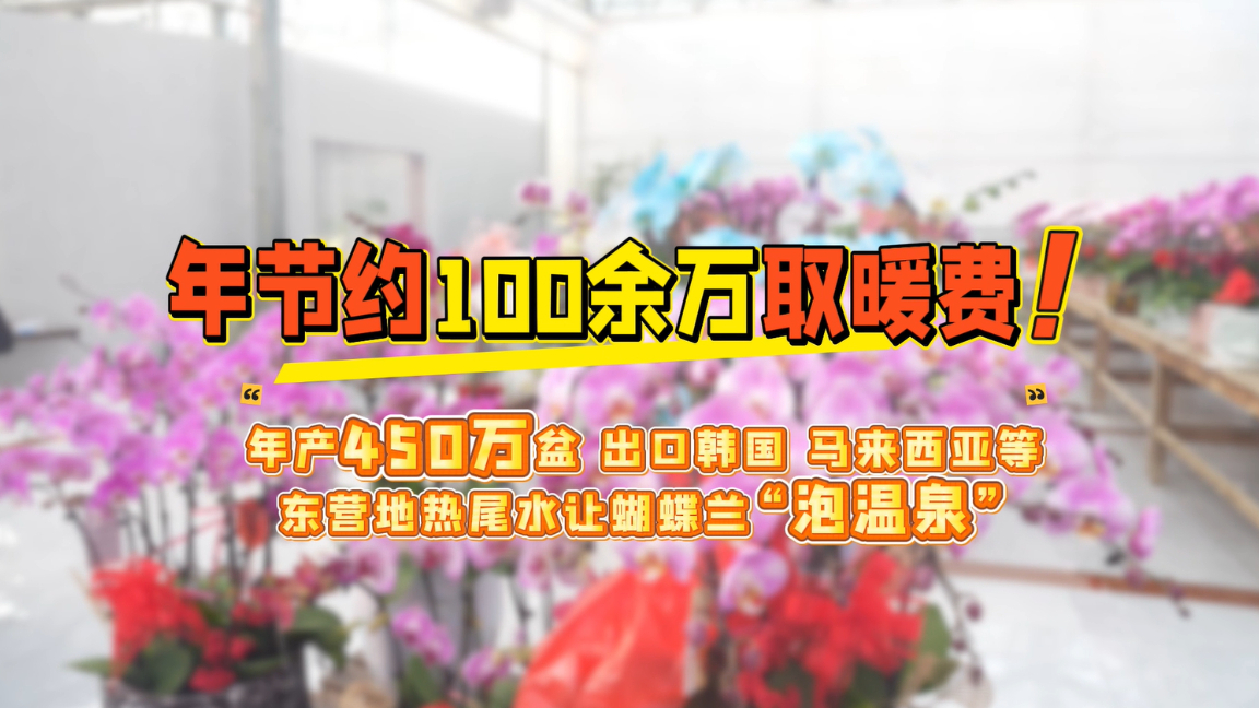 东营双福花卉的“出海之路”