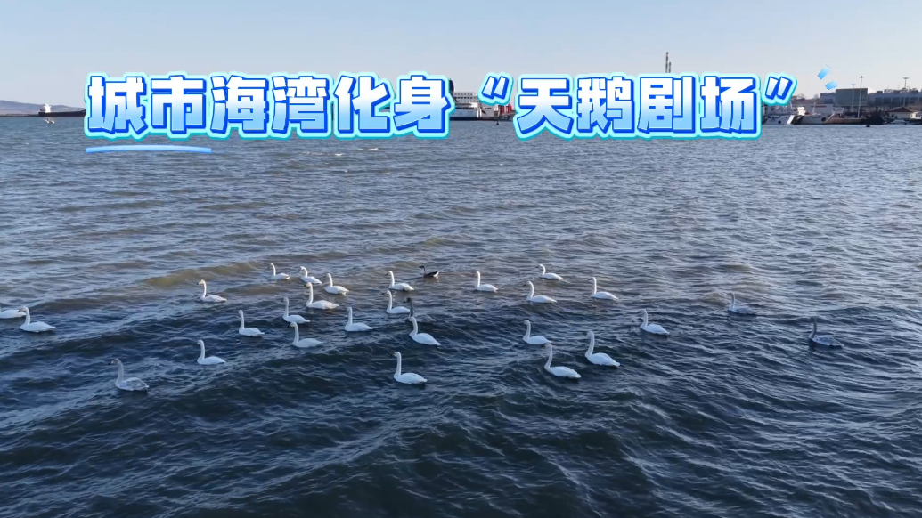 果然视频丨城市海湾化身“天鹅剧场”