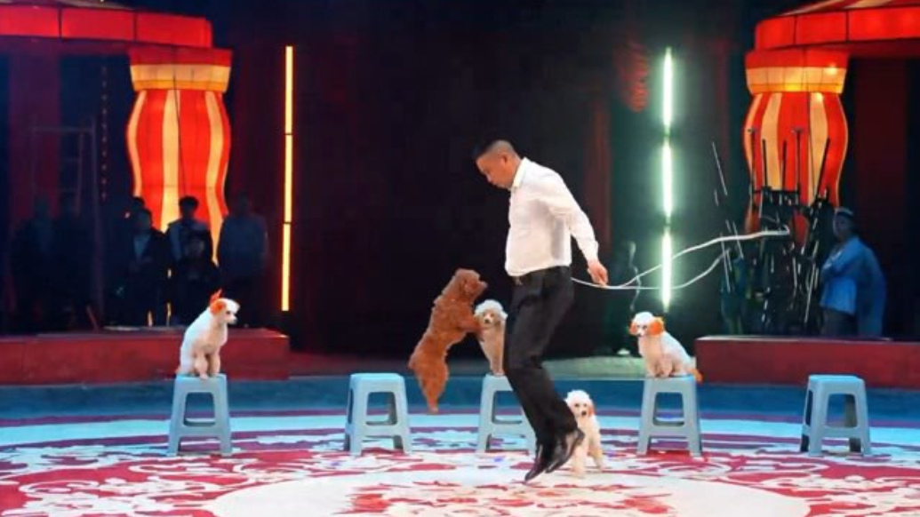 新春走基层｜新升级！青岛山海间不夜城国际大马戏精彩不停歇