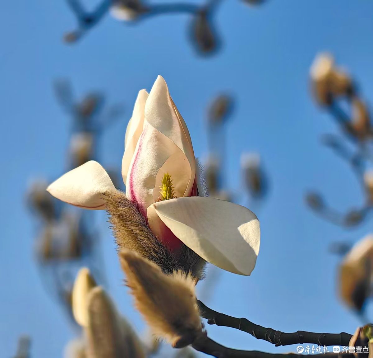 天气晴暖春来早，白玉兰花开