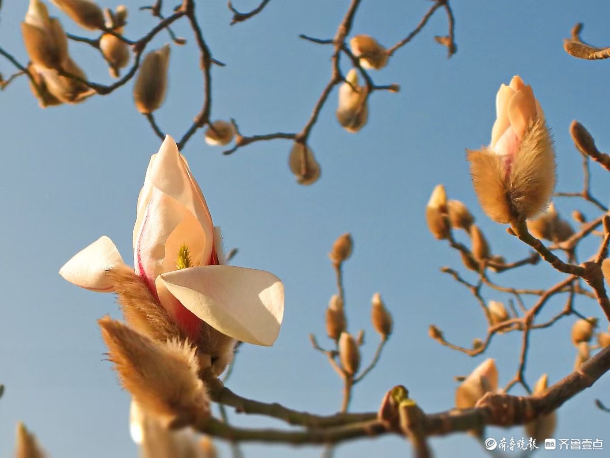 天气晴暖春来早，白玉兰花开