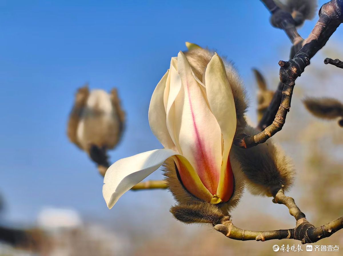 天气晴暖春来早，白玉兰花开