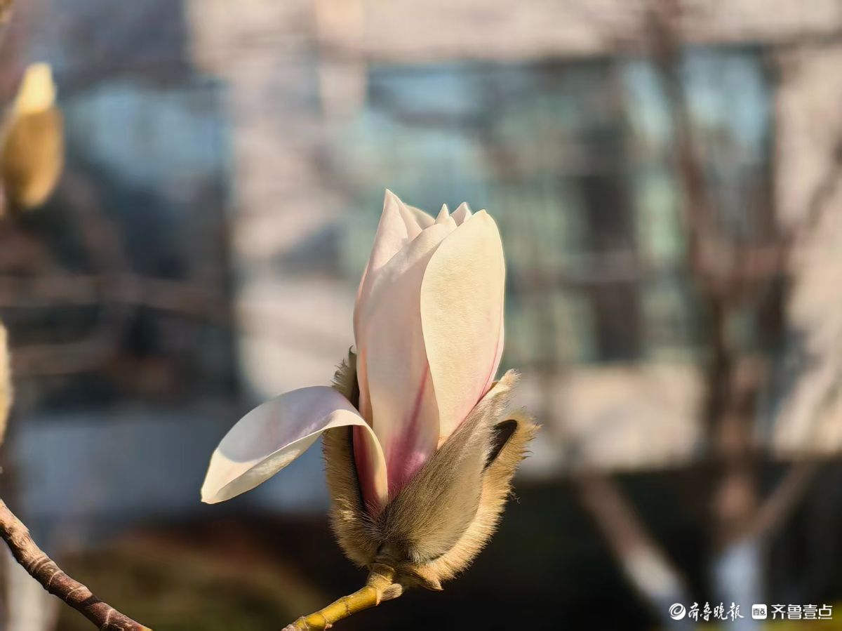 天气晴暖春来早，白玉兰花开