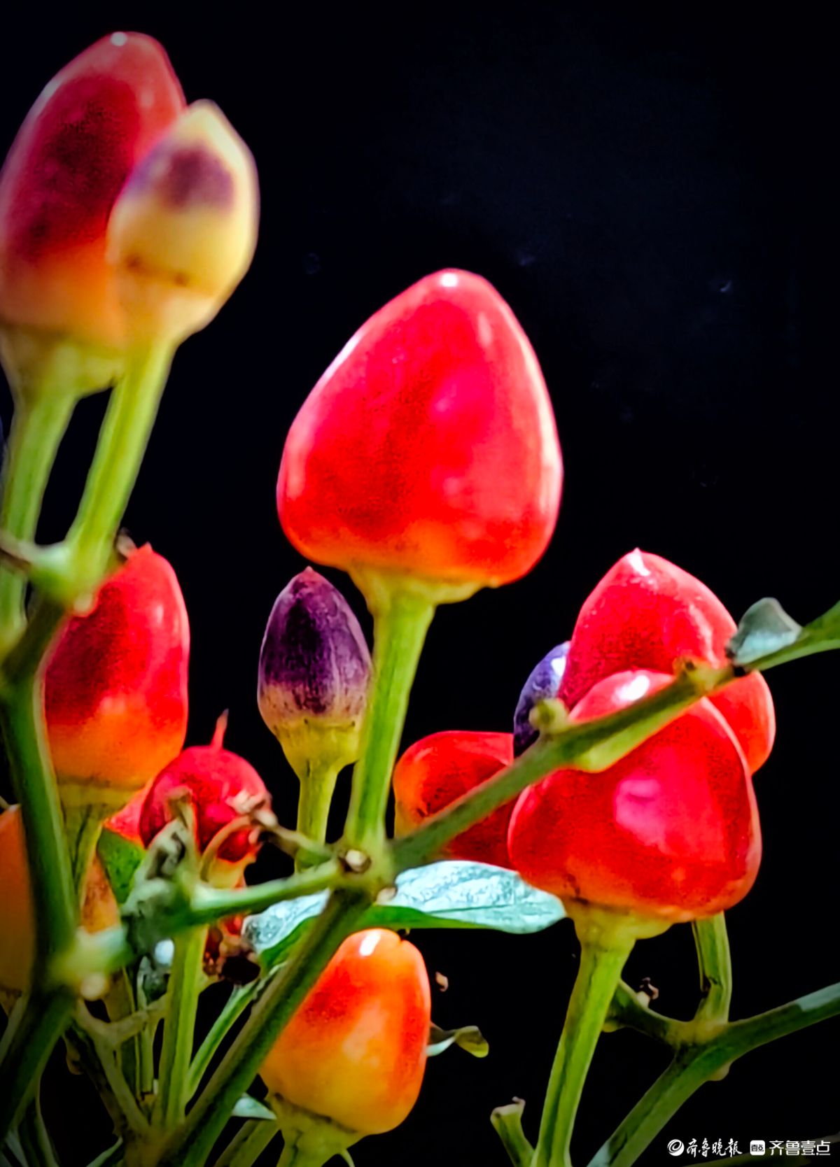 七彩小辣椒装点新年新景