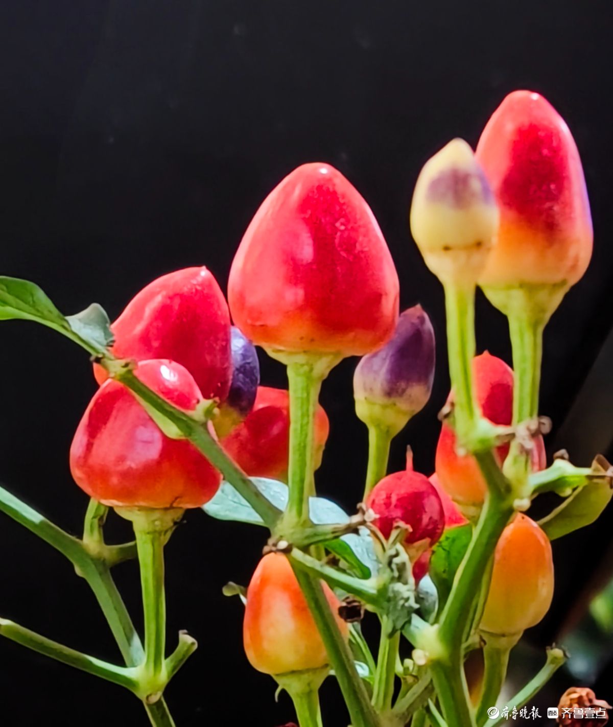 七彩小辣椒装点新年新景