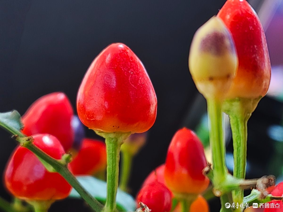 七彩小辣椒装点新年新景