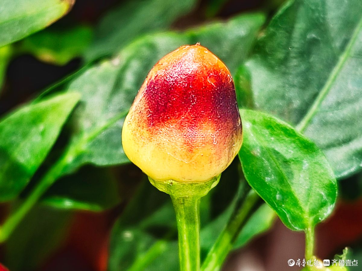 七彩小辣椒装点新年新景