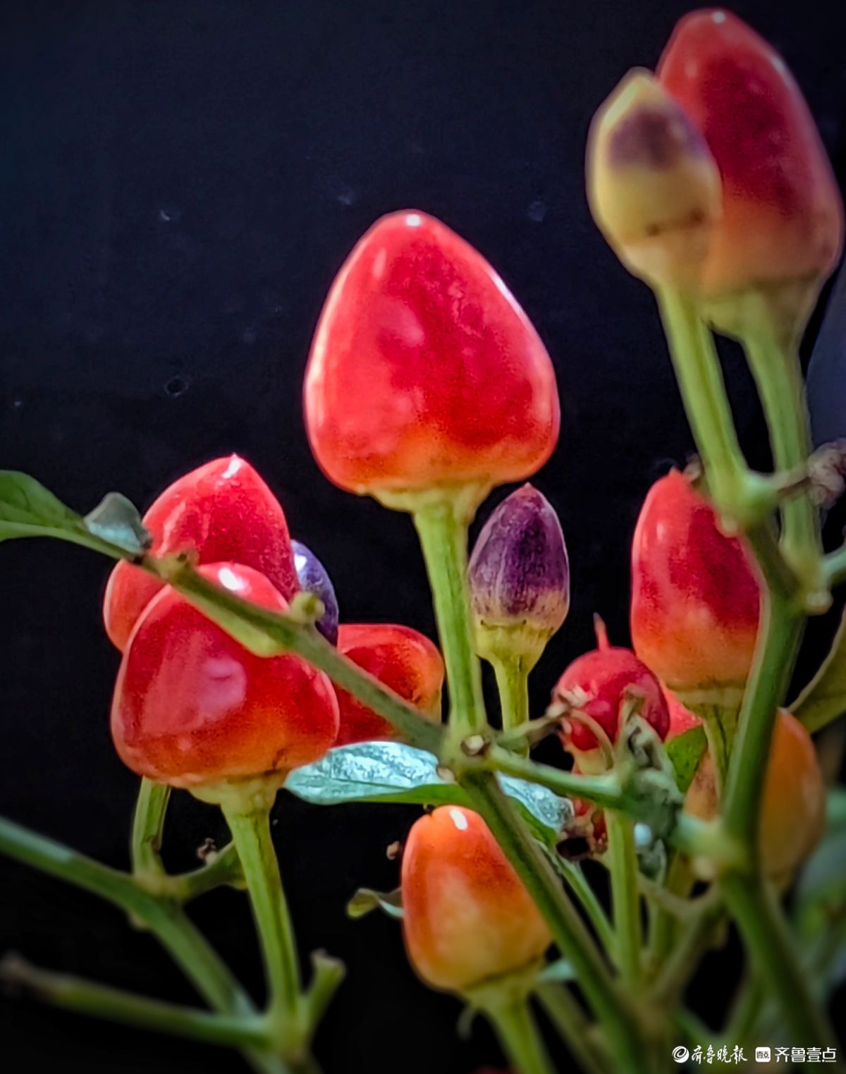 七彩小辣椒装点新年新景