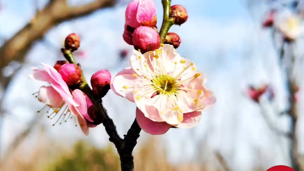 壹粉过大年|春韵浓！济南黄河公园梅花缀满枝，暗香晕染诗意春光