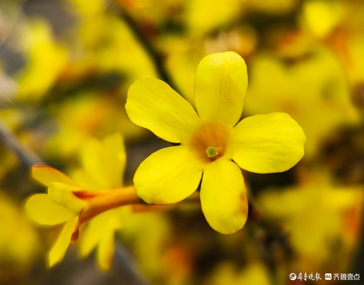 气温升高迎春花开，金色花朵璀璨夺目