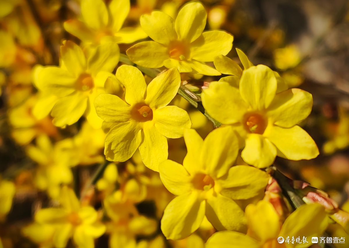 气温升高迎春花开，金色花朵璀璨夺目