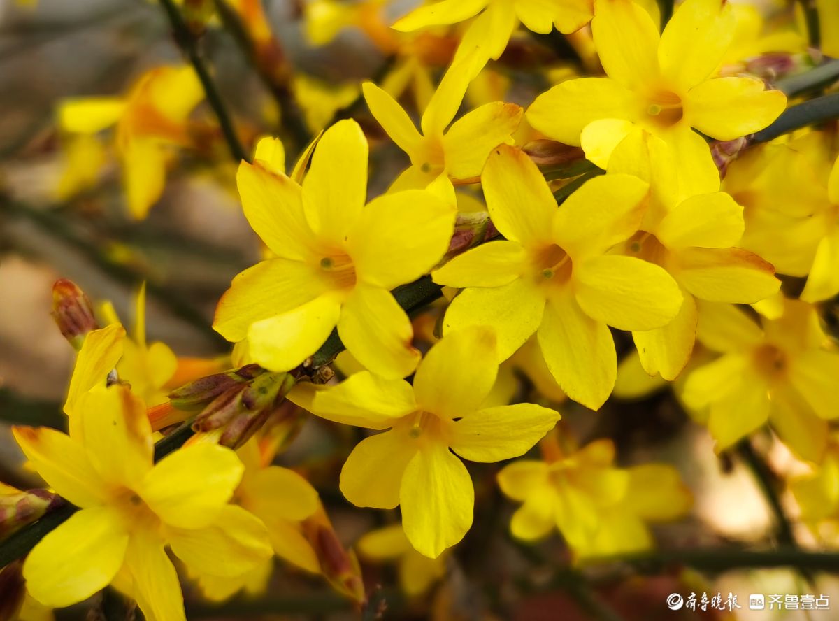 气温升高迎春花开，金色花朵璀璨夺目