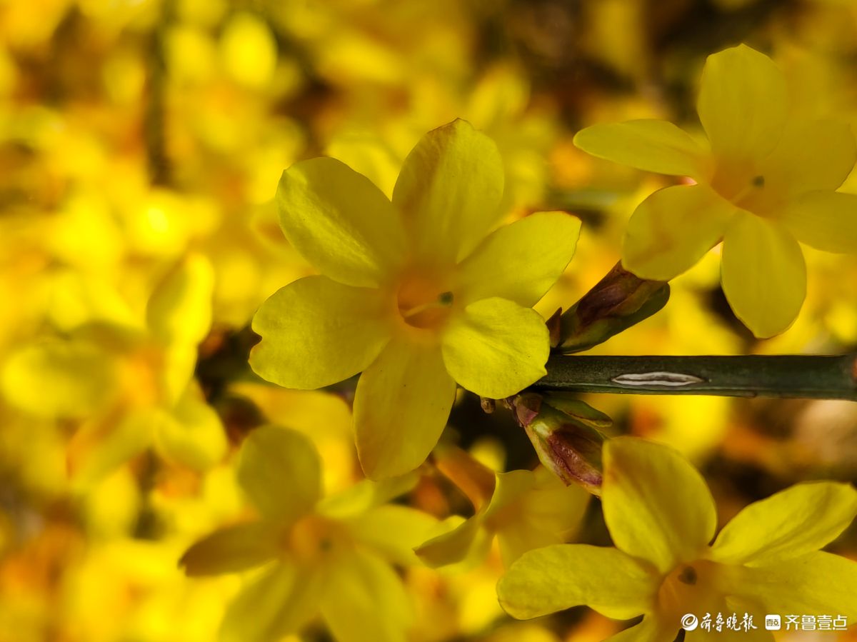 气温升高迎春花开，金色花朵璀璨夺目
