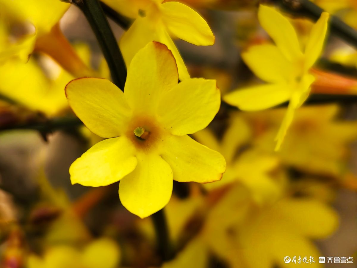 气温升高迎春花开，金色花朵璀璨夺目