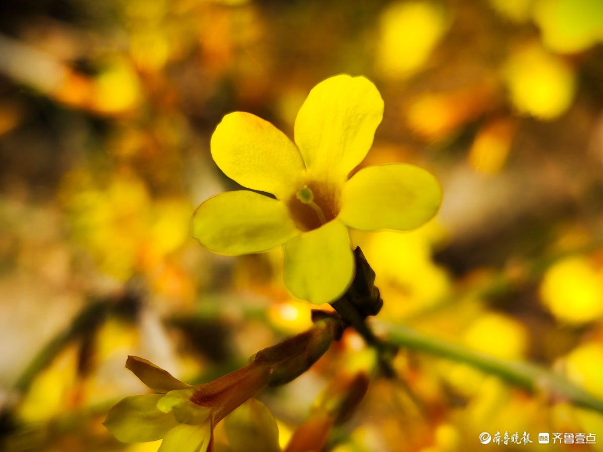 气温升高迎春花开，金色花朵璀璨夺目