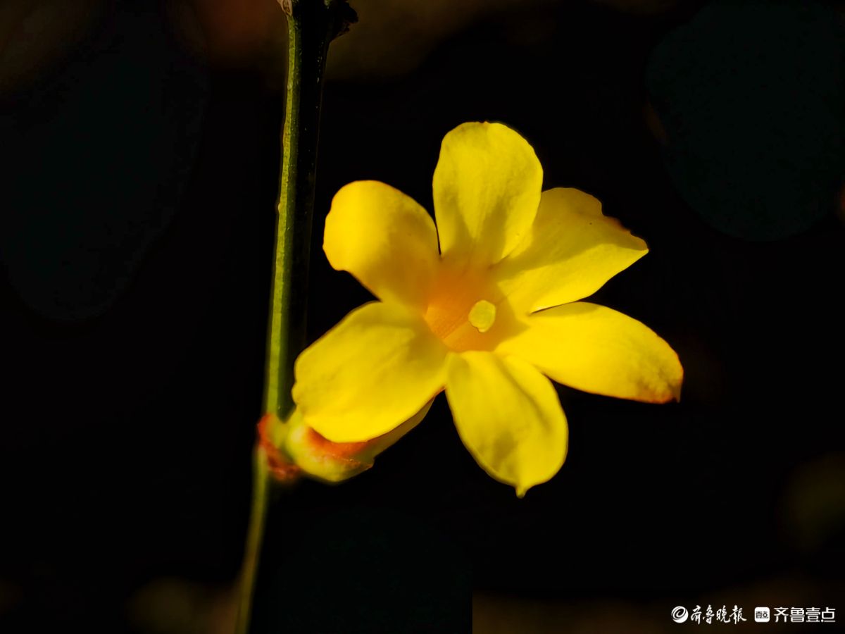 气温升高迎春花开，金色花朵璀璨夺目