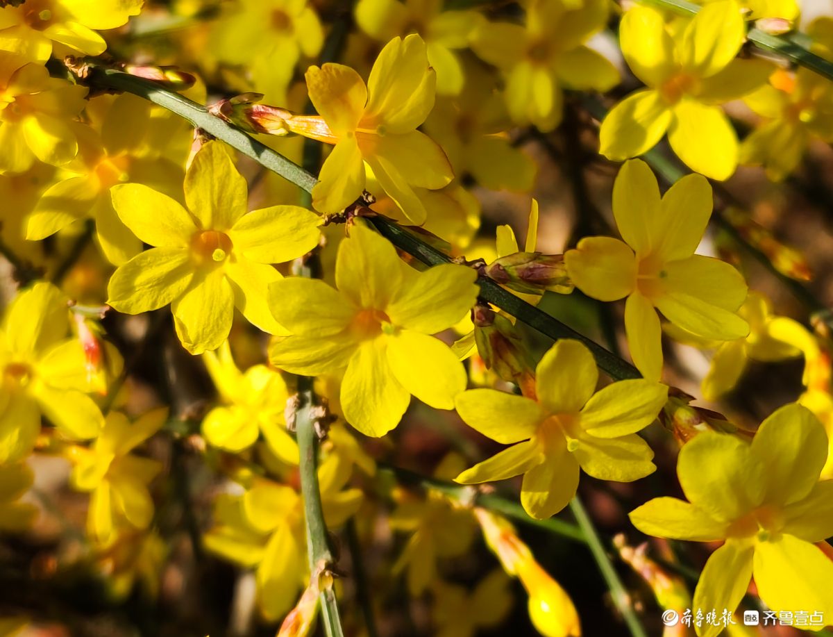 气温升高迎春花开，金色花朵璀璨夺目