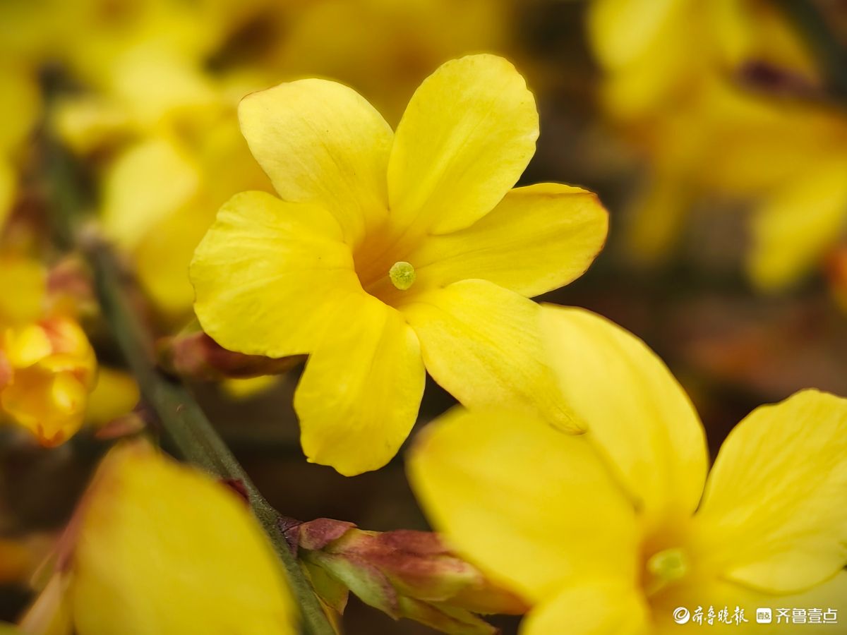气温升高迎春花开，金色花朵璀璨夺目
