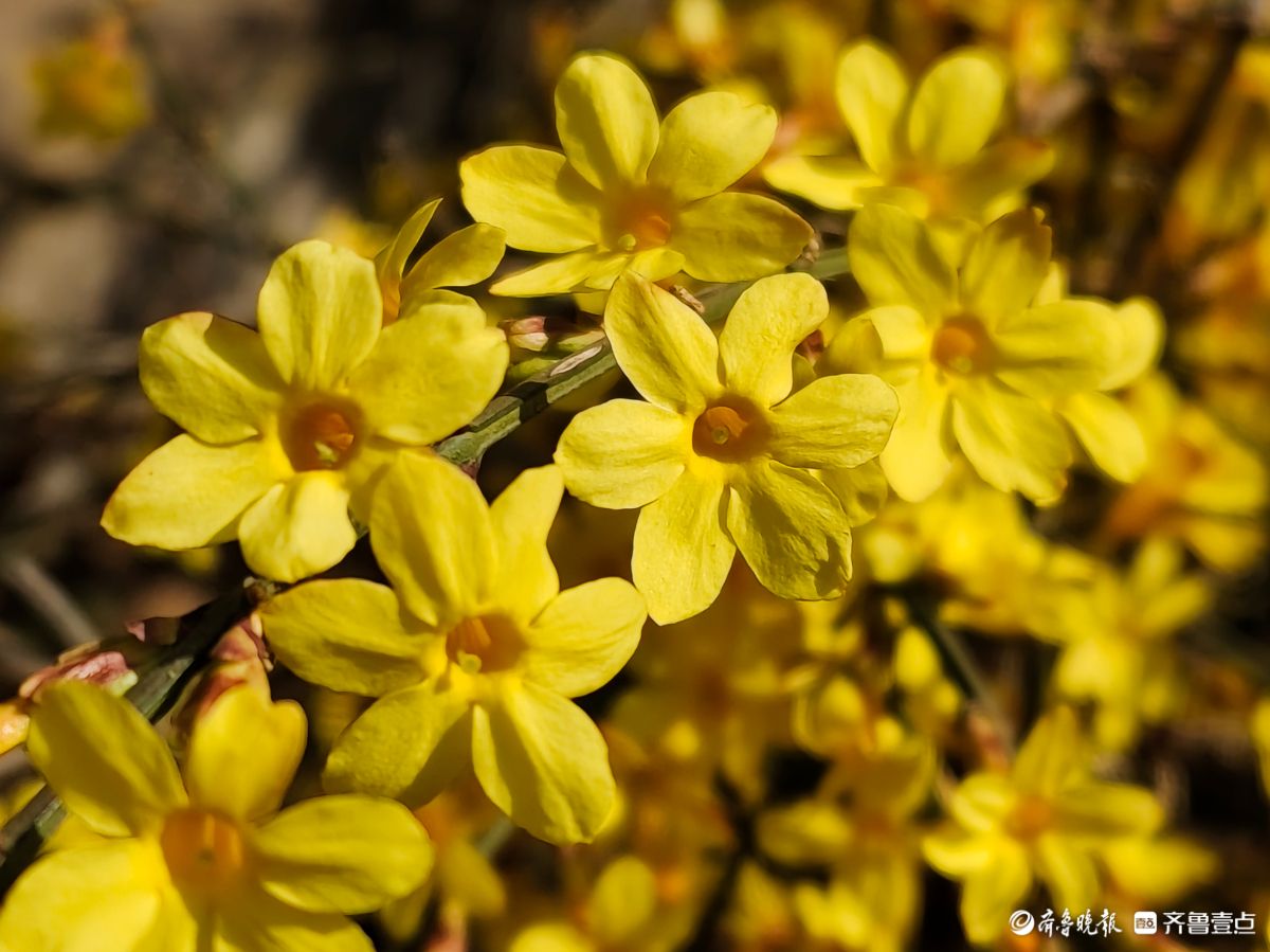 气温升高迎春花开，金色花朵璀璨夺目