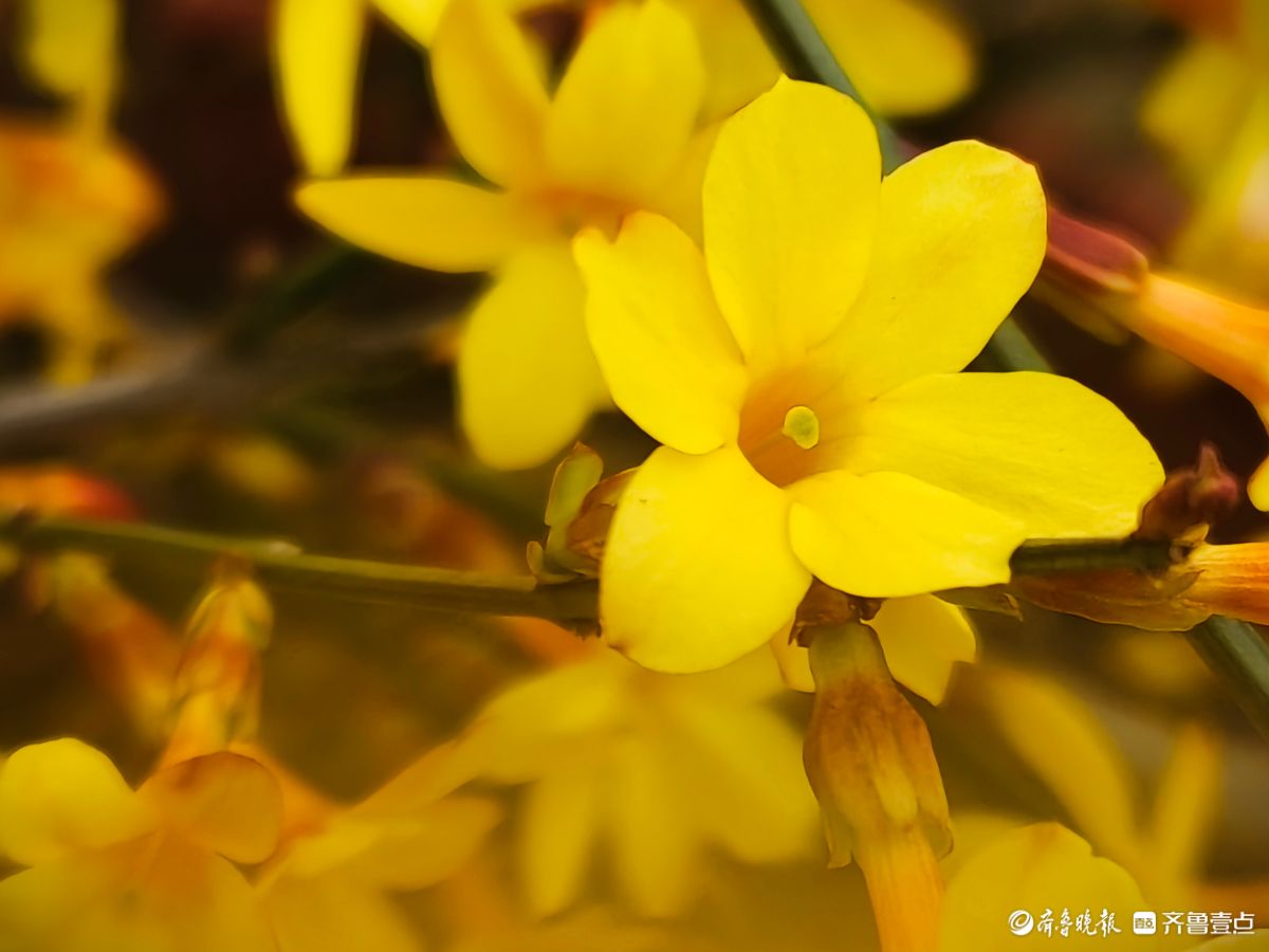 气温升高迎春花开，金色花朵璀璨夺目
