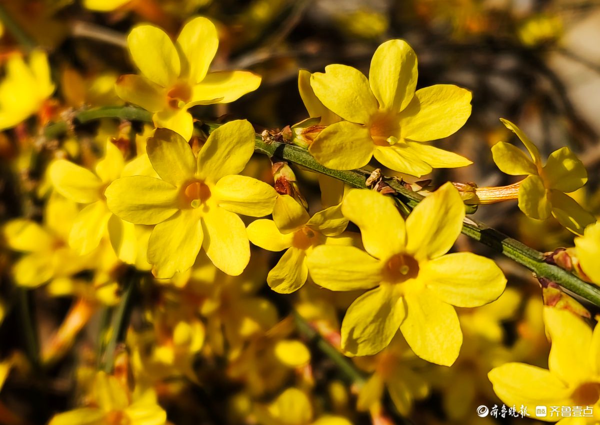气温升高迎春花开，金色花朵璀璨夺目
