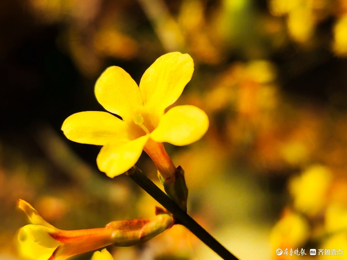 气温升高迎春花开，金色花朵璀璨夺目