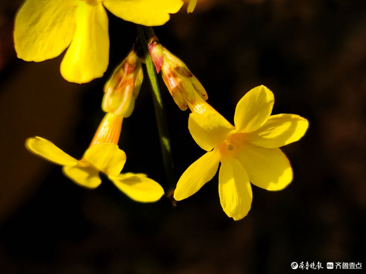 气温升高迎春花开，金色花朵璀璨夺目