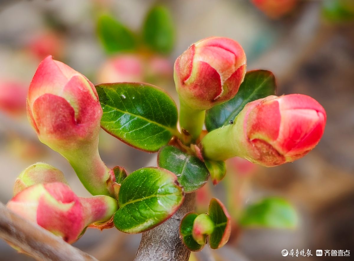 海棠花“开门红”，鲜艳夺目
