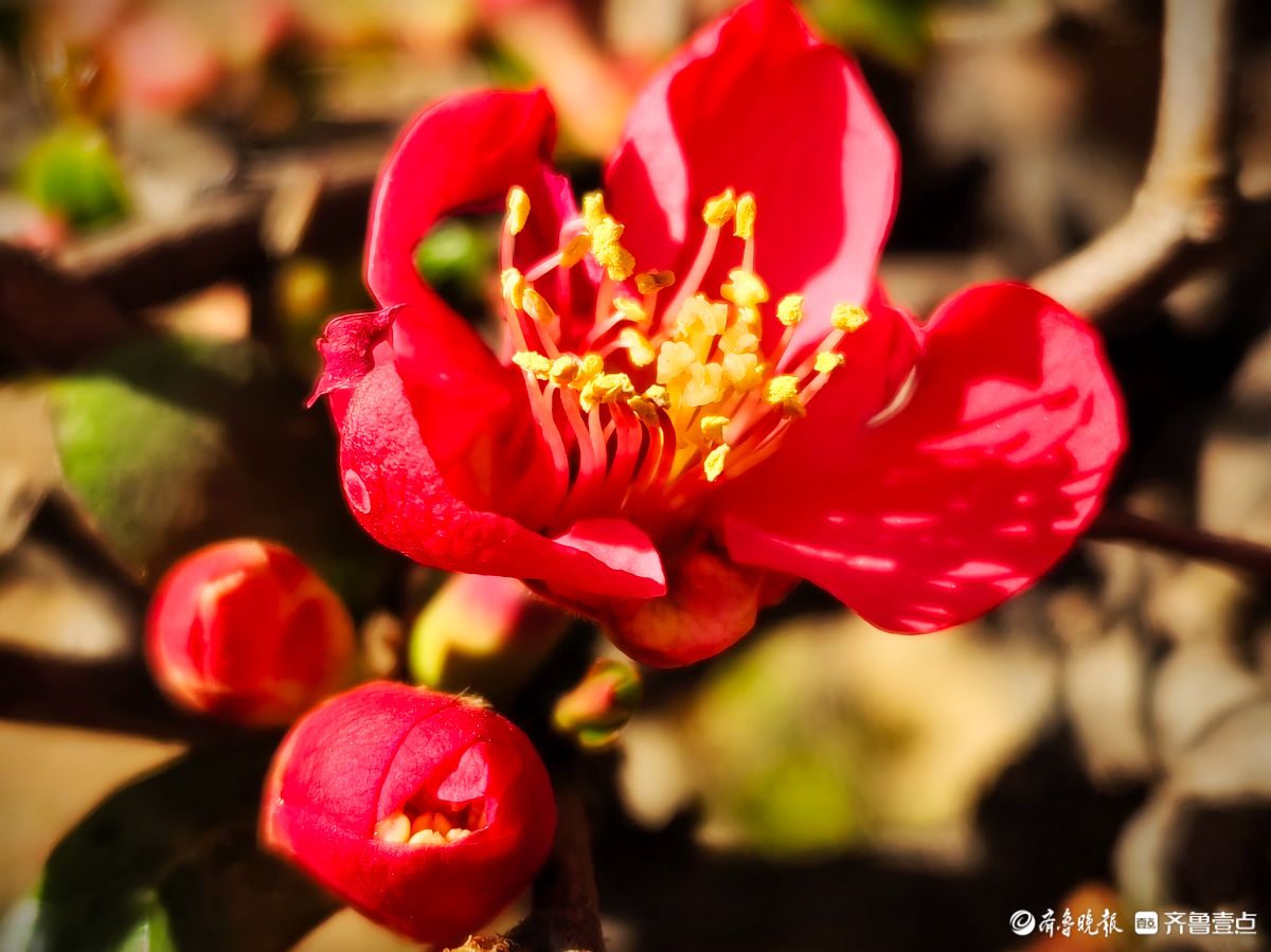 海棠花“开门红”，鲜艳夺目