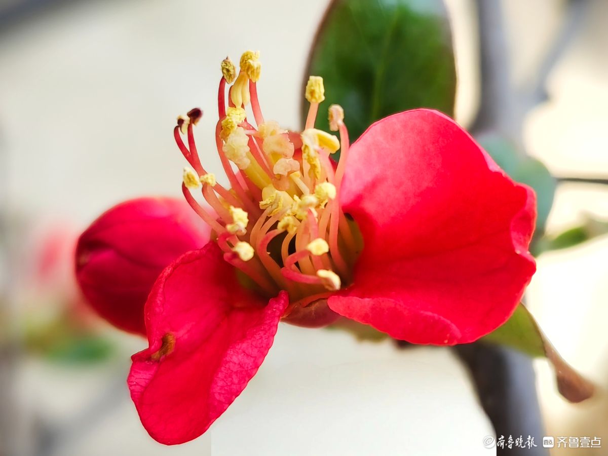 海棠花“开门红”，鲜艳夺目