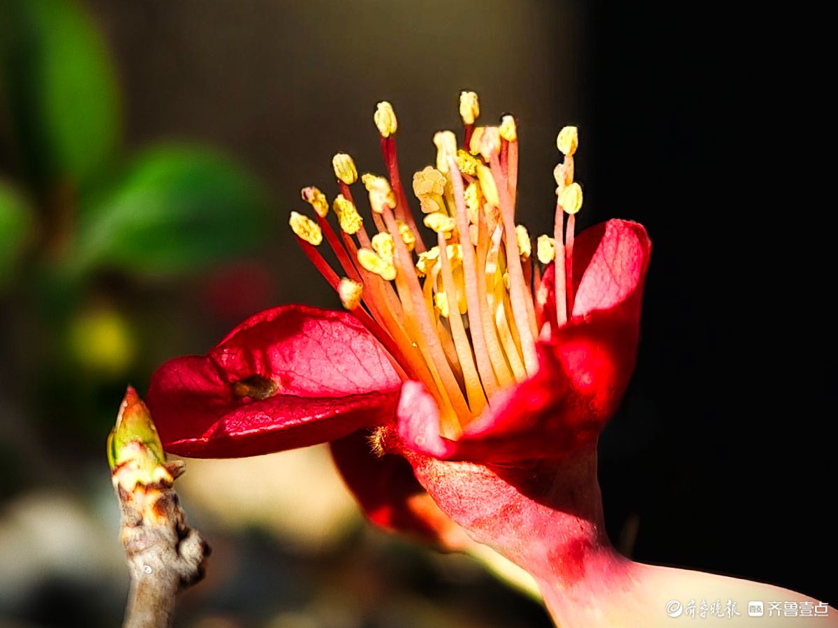 海棠花“开门红”，鲜艳夺目