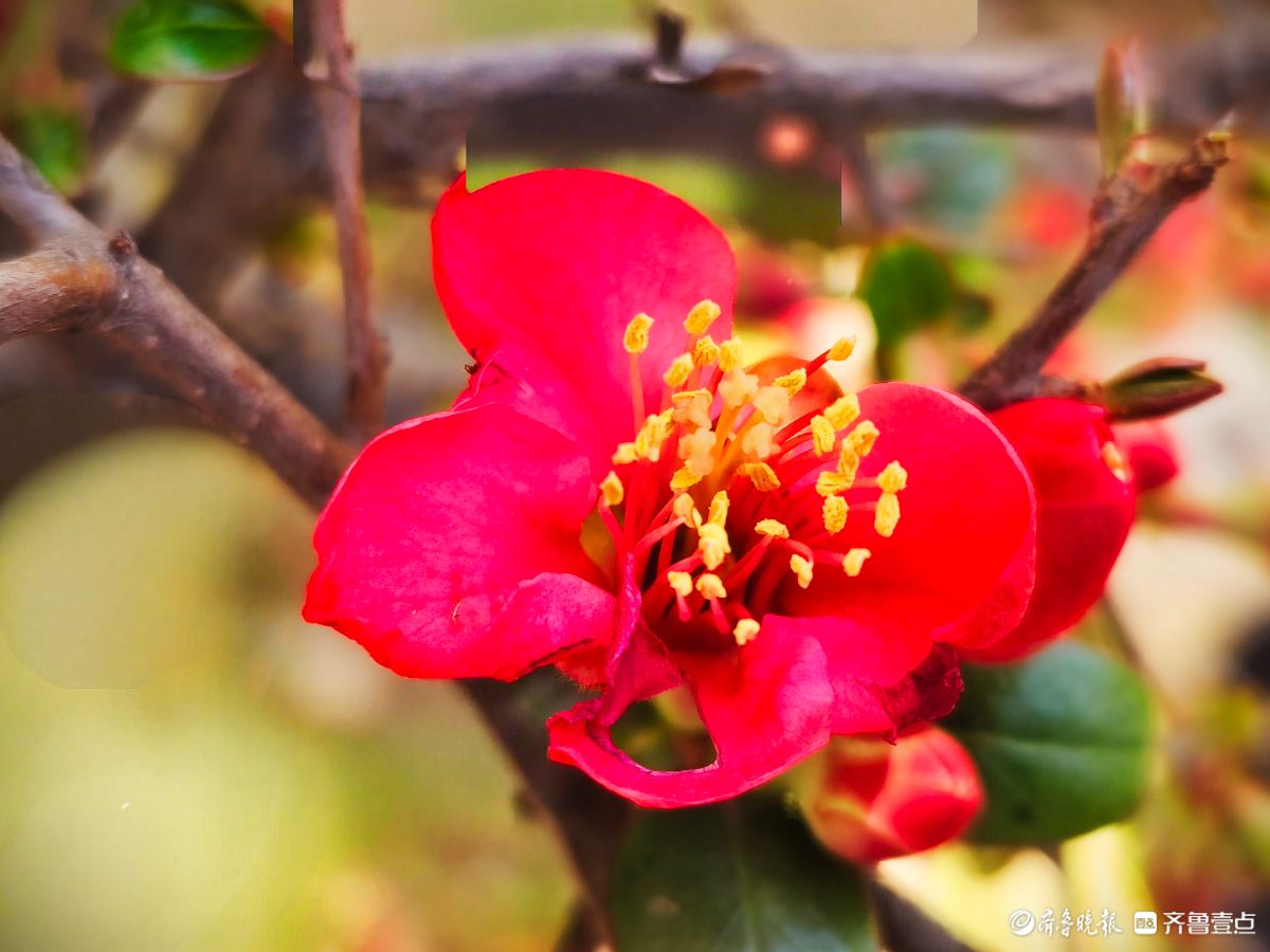 海棠花“开门红”，鲜艳夺目