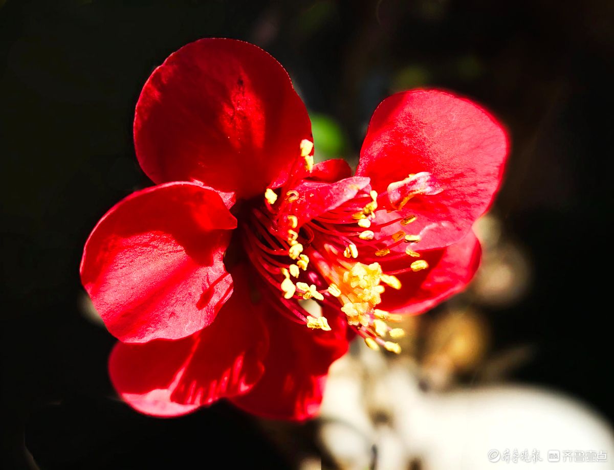 海棠花“开门红”，鲜艳夺目