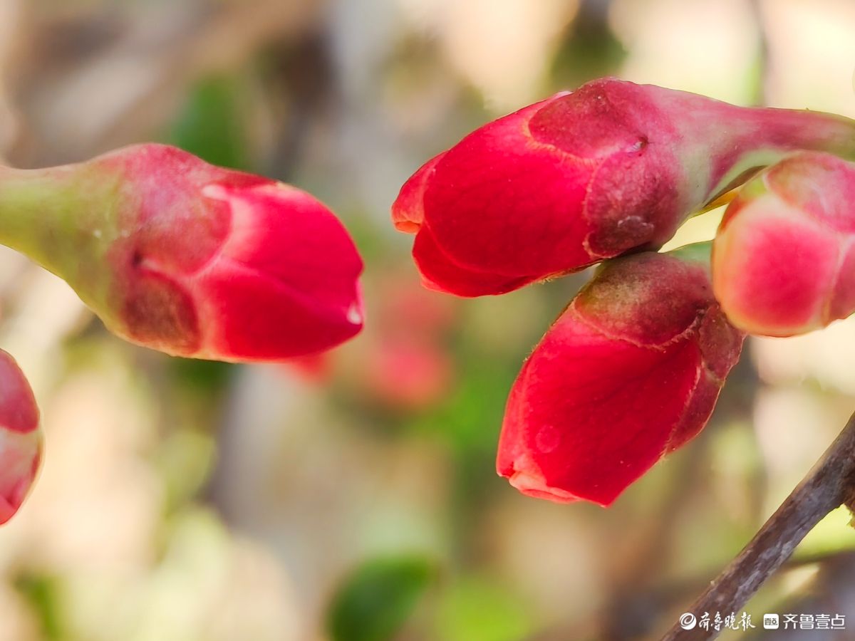 海棠花“开门红”，鲜艳夺目